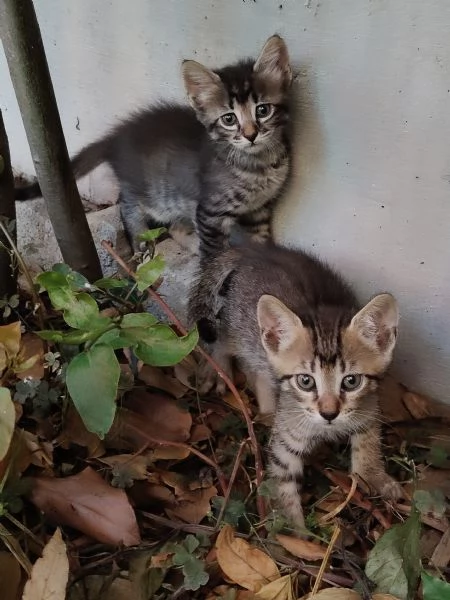 Gattini da adottare urgente | Foto 9