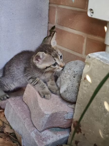 Gattini da adottare urgente | Foto 7