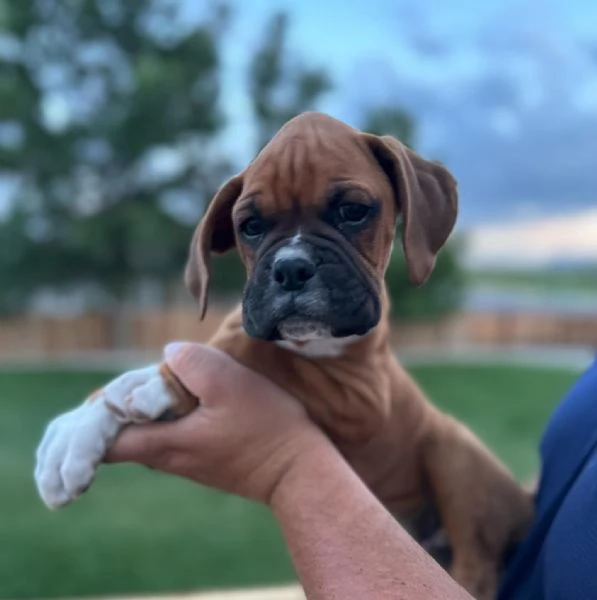 Boxer cuccioli