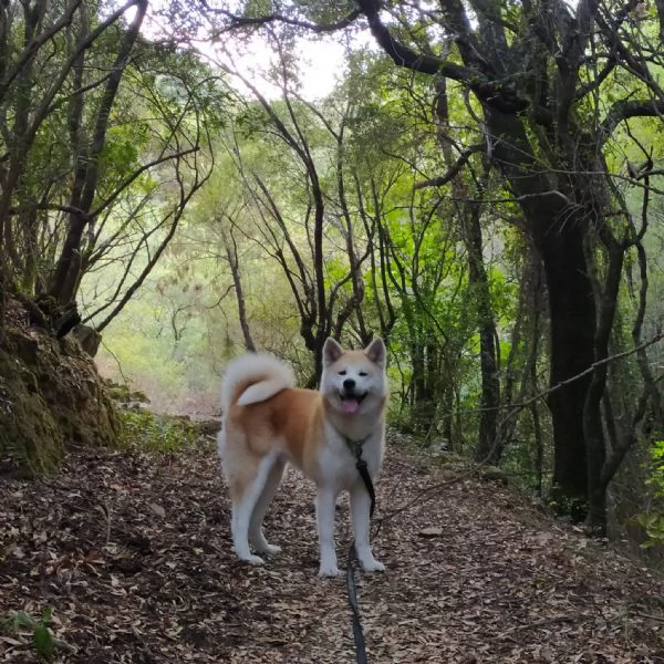 Akita inu | Foto 5