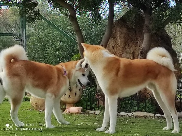 Akita inu | Foto 2