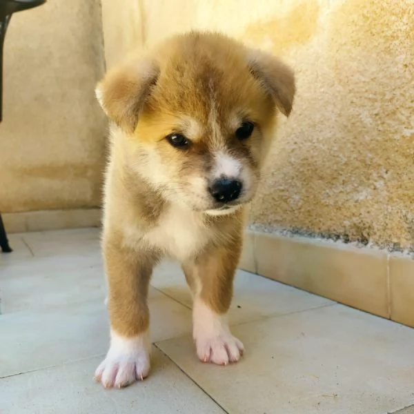 Akita inu | Foto 0