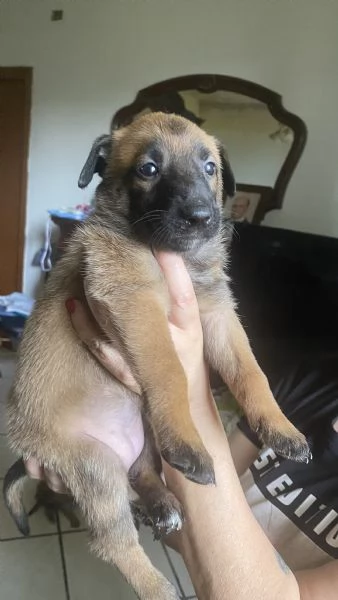 Pastori belga malinois 