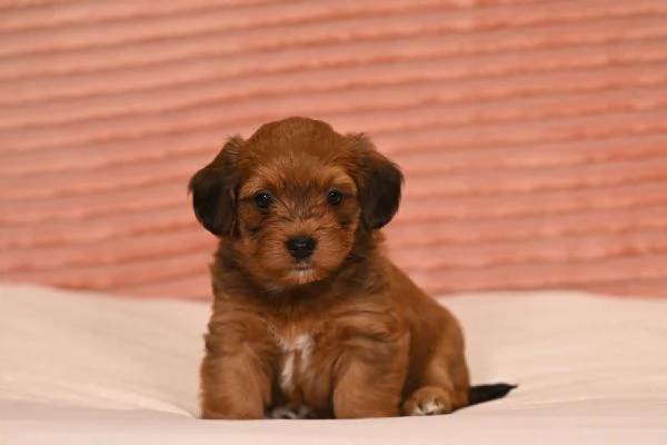 Bichon havanese cuccioli