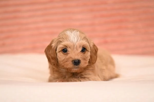 Bichon havanese cuccioli | Foto 2