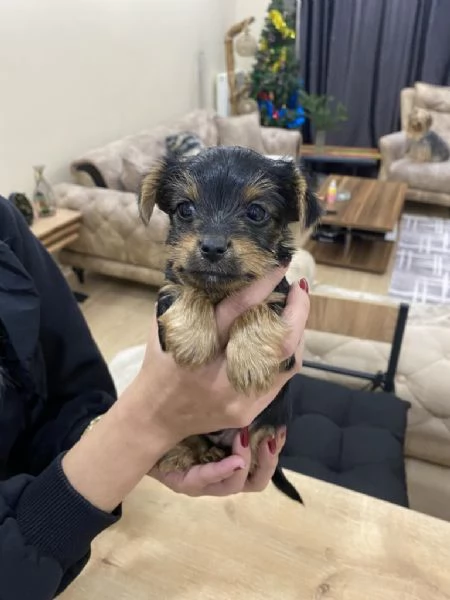 Regala dei cuccioli di Yorkshire | Foto 2