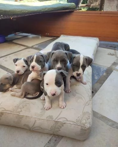 Regala cuccioli di Pitbull