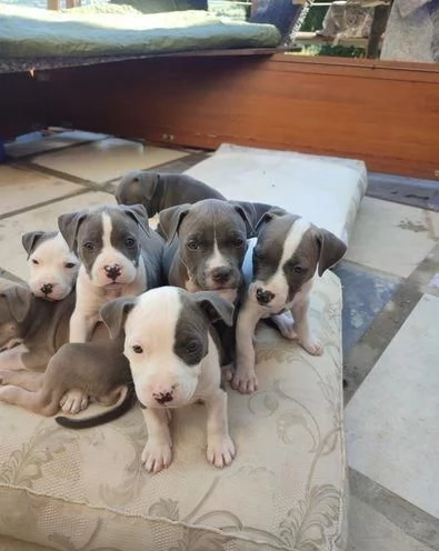 Regala cuccioli di Pitbull | Foto 2