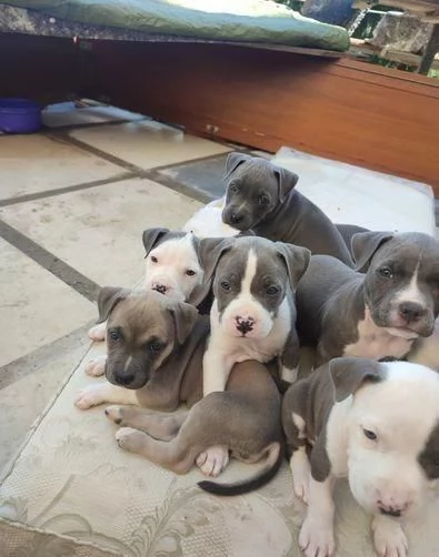 Regala cuccioli di Pitbull | Foto 1