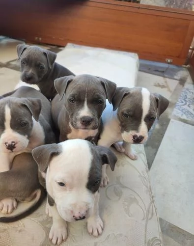 Regala cuccioli di Pitbull | Foto 0