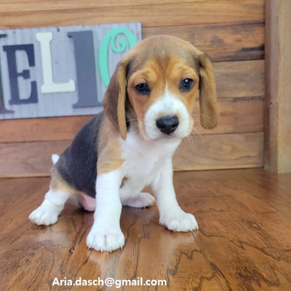 Cuccioli di Beagle Cuccioli Beagle da allevamento. 2 maschi, 2 femmine. Contattatemi direttamente al