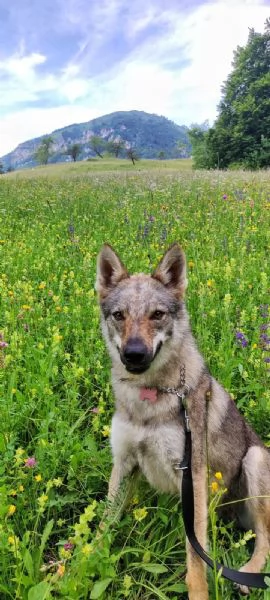 Regalo lupo cecoslovacco 15 mesi femmina  | Foto 3