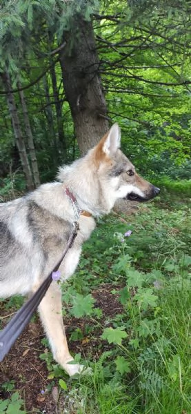 Regalo lupo cecoslovacco 15 mesi femmina  | Foto 0