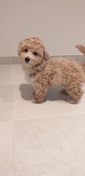 Maltipoo 4 mesi bellissimo!!!