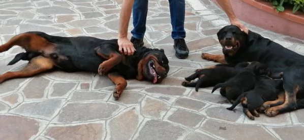 Rottweiler | Foto 1