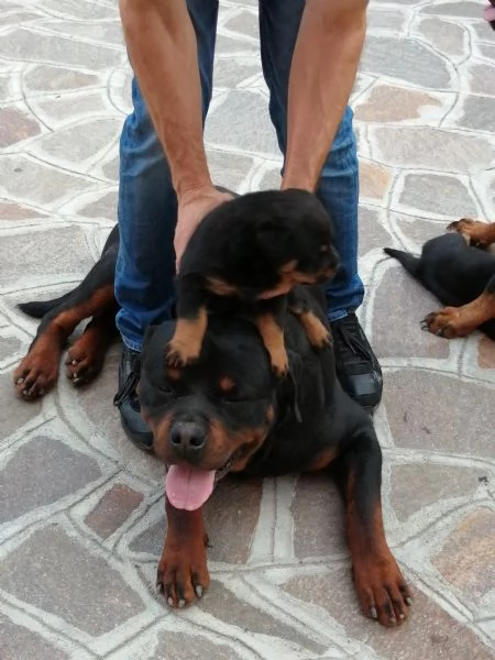 Rottweiler | Foto 0