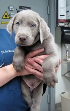 REGALO Cuccioli di Weimaraner bellissimi cuccioli disponibili, carattere adorabile ,sono docili ed a