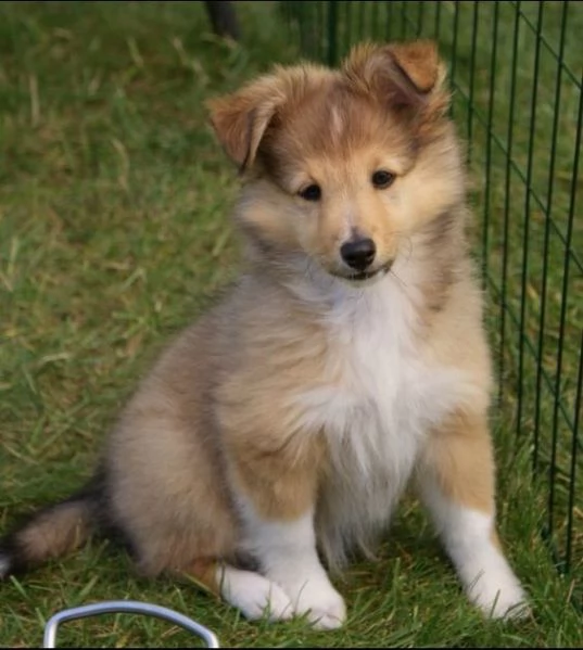 Regalo Cuccioli shetland sheepdog