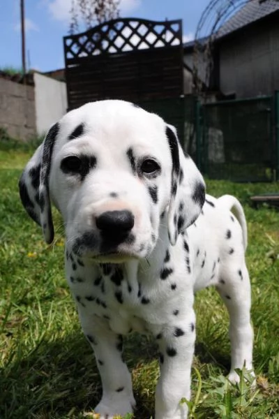 REGALO dalmata cuccioli Adorabili cuccioli di dalmata femminucce e maschietti disponibili per l'adoz