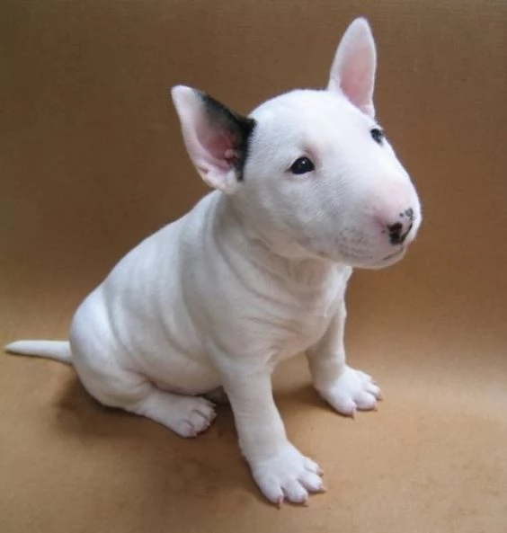  adorabili cuccioli di bull terrier femminucce e maschietti disponibili per l'adozione gratuita i cu