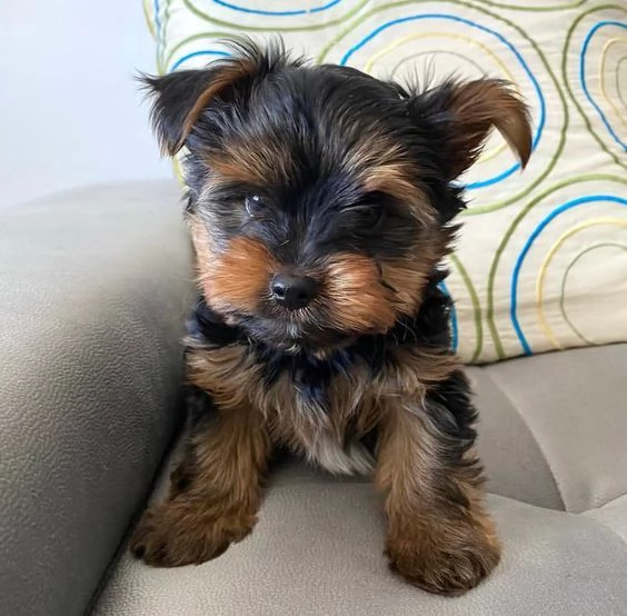 REGALO CUCCIOLI di Yorkie Bellissimi cuccioli vengono consegnati con vaccinazioni, sverminati, micro