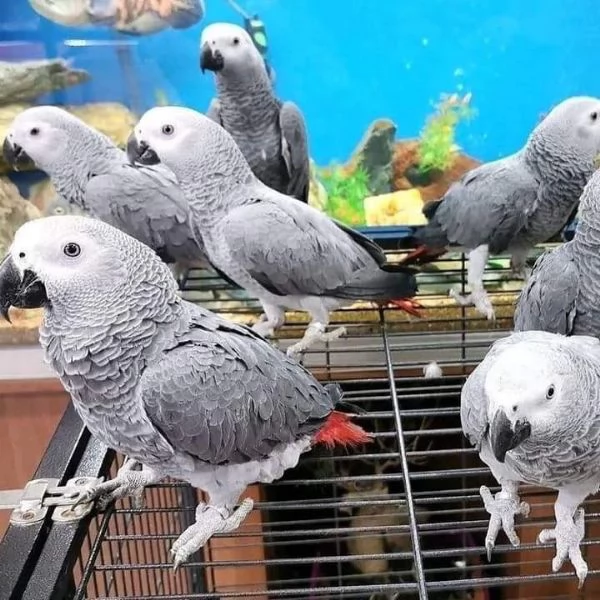 Disponibile grigio africano del Congo | Foto 1