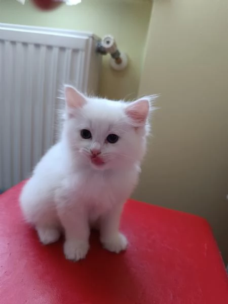 Cuccioli maschi Ragdoll | Foto 0