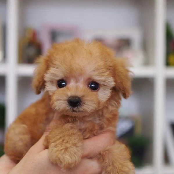 Cuccioli di barboncino toy ridotti in vendita, pronti adesso.