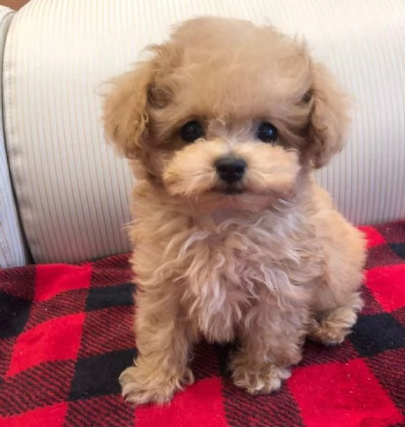 Cuccioli di barboncino toy ridotti in vendita, pronti adesso. | Foto 0