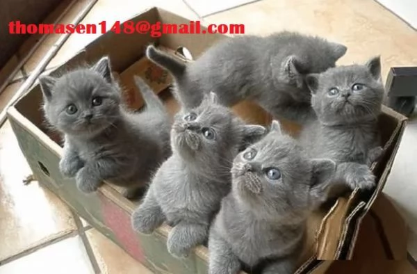 Adorabili cucciole British Shorthair