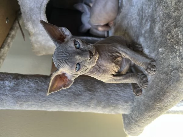 Sphynx cucciolata  | Foto 5