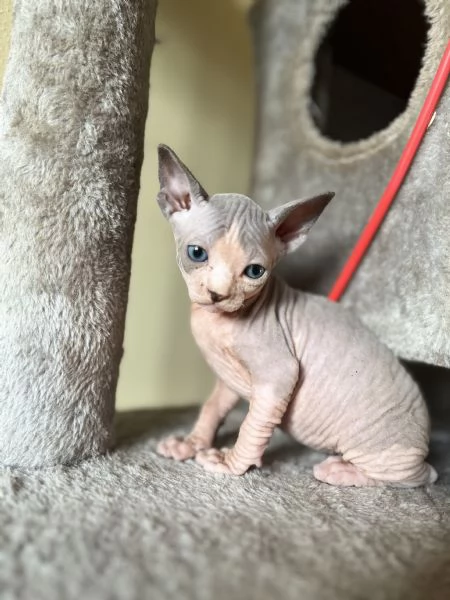 Sphynx cucciolata  | Foto 4