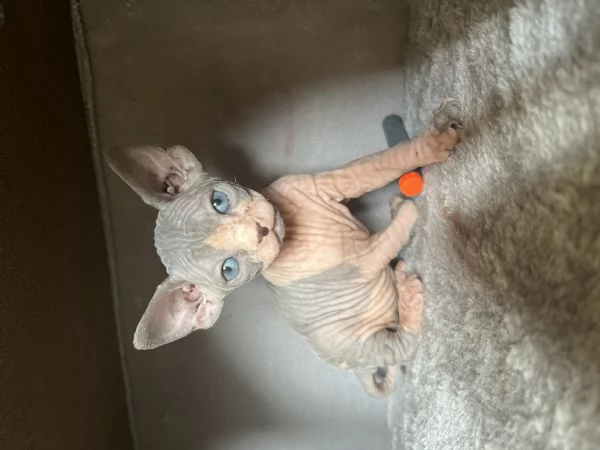 Sphynx cucciolata  | Foto 3