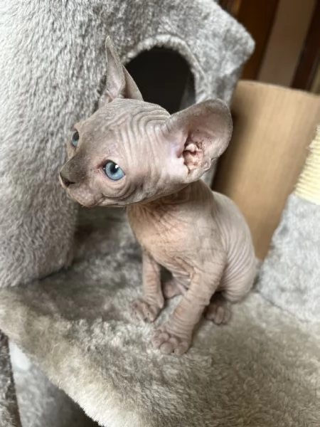 Sphynx cucciolata  | Foto 0