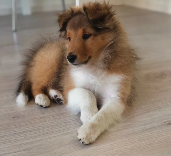 REGALO Bellissimi maschi e femmine shetland sheepdog cuccioli Abbiamo disponibili cuccioli di shetla