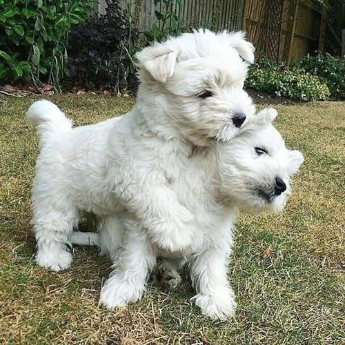 Regalo adorabili cuccioli West highland terrier bianco femminucce e maschietti disponibili gratuita 