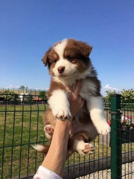  adorabili cuccioli di border collie femminucce e maschietti disponibili per l'adozione gratuita i c