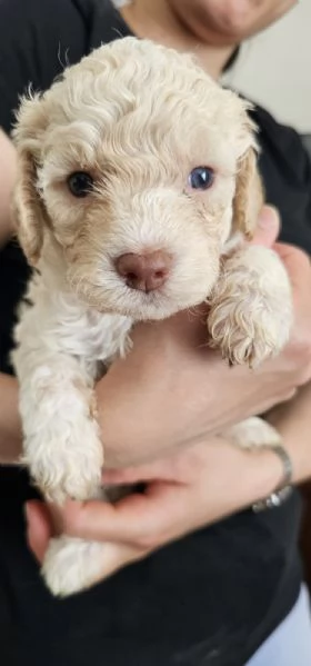 Cuccioli di Lagotto Romagnolo  | Foto 5