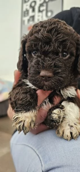 Cuccioli di Lagotto Romagnolo  | Foto 4