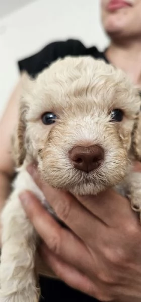 Cuccioli di Lagotto Romagnolo  | Foto 2