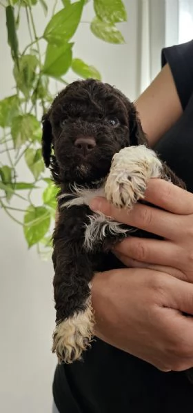 Cuccioli di Lagotto Romagnolo  | Foto 0