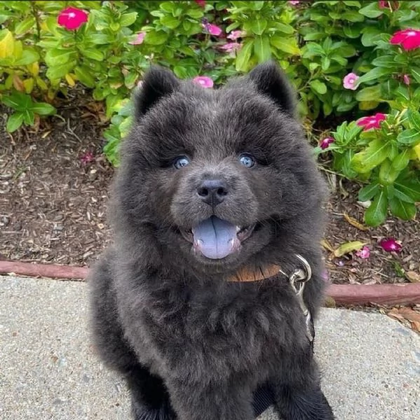 adorabili cuccioli di chow chow femminucce e maschietti disponibili . i cuccioli sono vaccinati sver