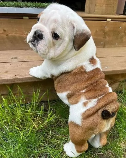  REGALO BULLDOG INGLESE CUCCIOLI CON PEDIGREE BULLDOG INGLESE PELO CORTO TAGLIA PICCOLA MOLTO BELLI 