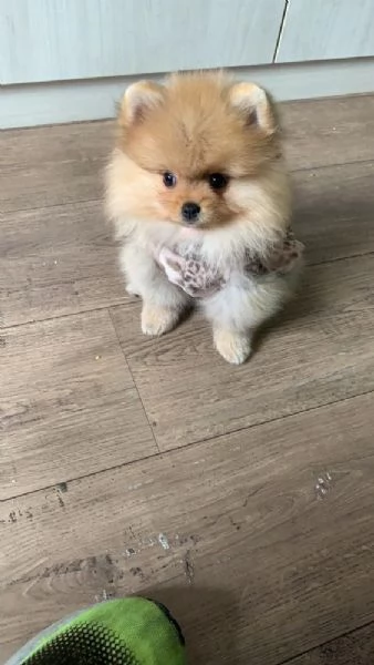 REGALO POMERANIA CUCCIOLI (MASCHIO E FEMMINA) bellissimi cuccioli di Pomerania, maschio e femmina, s