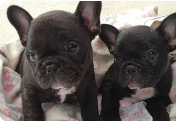 cuccioli di Bulldog Francese