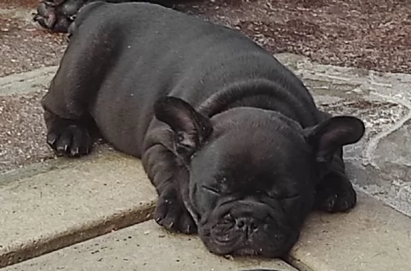 cuccioli di Bulldog Francese | Foto 3