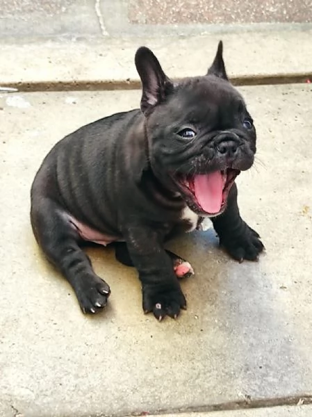 cuccioli di Bulldog Francese | Foto 1