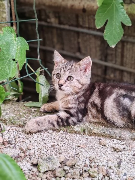 Gattine (sorelle) di 2 mesi cercano adozione di coppia | Foto 3