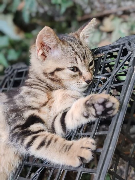 Gattine (sorelle) di 2 mesi cercano adozione di coppia | Foto 2