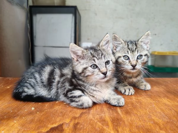 Gattine (sorelle) di 2 mesi cercano adozione di coppia | Foto 1